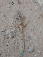 Aspidoscelis tigris