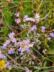 Limonium narbonense