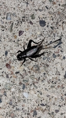 Teleogryllus infernalis