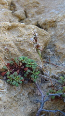 Limonium pseudominutum