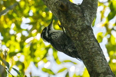 Picoides tridactylus