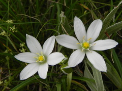 Ornithogalum