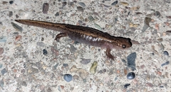 Salamandrella tridactyla