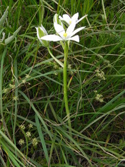 Ornithogalum