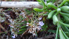 Limonium pseudominutum
