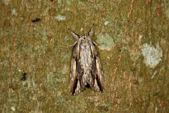 Ecnomodes sagittaria