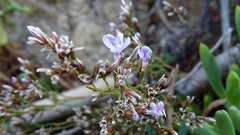 Limonium pseudominutum