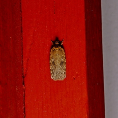Agonopterix thelmae