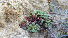 Limonium pseudominutum