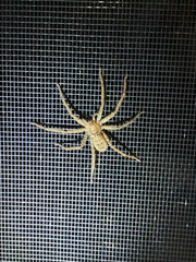 Heteropoda jugulans