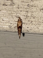 Pelochrista dorsisignatana