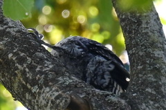 Picoides tridactylus