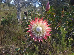 Protea cynaroides