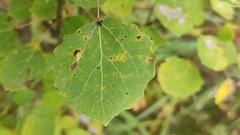 Aceria varia