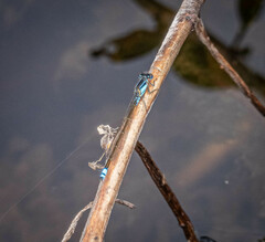Ischnura heterosticta