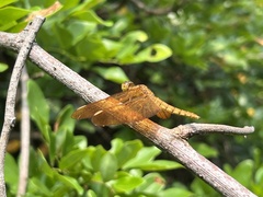 Neurothemis fulvia
