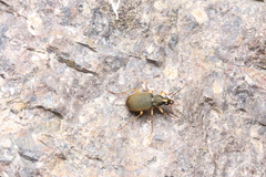 Chlaenius variicornis