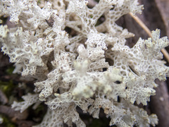 Pulchrocladia retipora