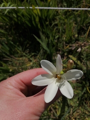 Sparaxis grandiflora