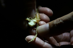 Rana longicrus