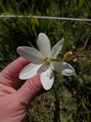 Sparaxis grandiflora