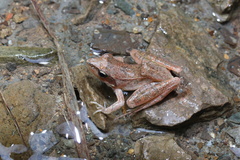 Rana longicrus
