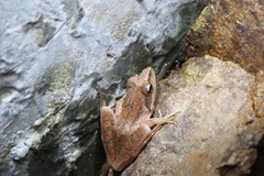 Rana longicrus