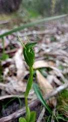 Pterostylis foliata