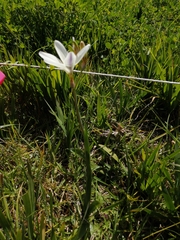 Sparaxis grandiflora