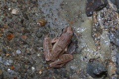 Rana longicrus