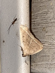 Zanclognatha jacchusalis