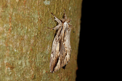 Ecnomodes sagittaria