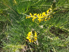 Crotalarieae