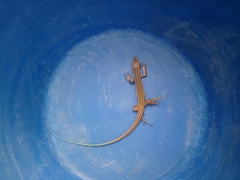 Aspidoscelis tigris