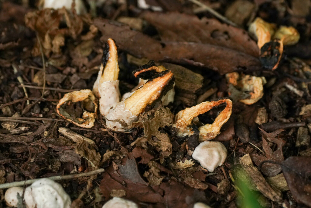 Clathrus bicolumnatus · September 2022 · photo: © tbc_watanabe (iNaturalist, cc-by)