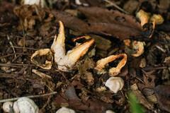 Clathrus bicolumnatus
