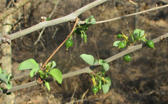 Adenia fruticosa