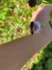 Helophilus trivittatus