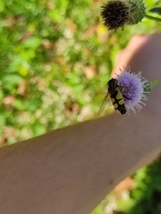 Helophilus trivittatus