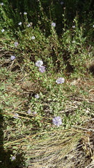 Globularia alypum