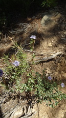 Globularia alypum
