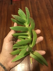Carpobrotus edulis