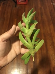 Carpobrotus edulis