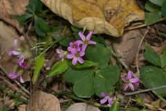 Oxalis debilis