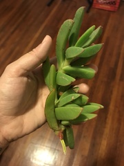 Carpobrotus edulis