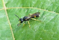 Cerceris rybyensis