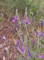 Astragalus varius