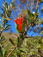 Lambertia formosa