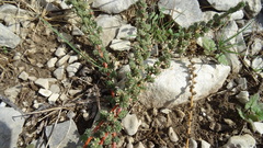 Camphorosma monspeliaca