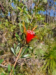Lambertia formosa